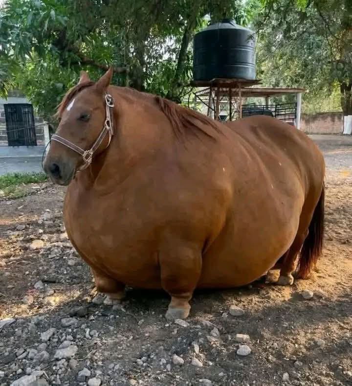 Mídia enviada no comentário