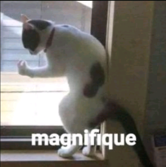 Mídia enviada no comentário