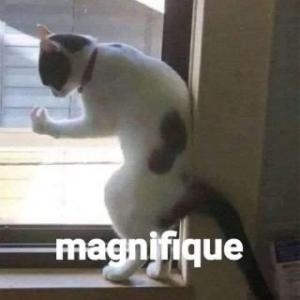 Mídia enviada no comentário