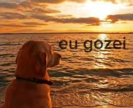 Mídia enviada no comentário
